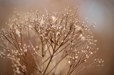Quelles plantes privilégier pour un jardin facile à entretenir ?
